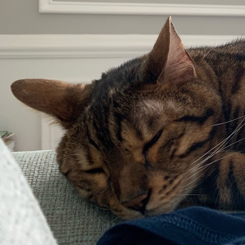 Meet your Posher, Nellie